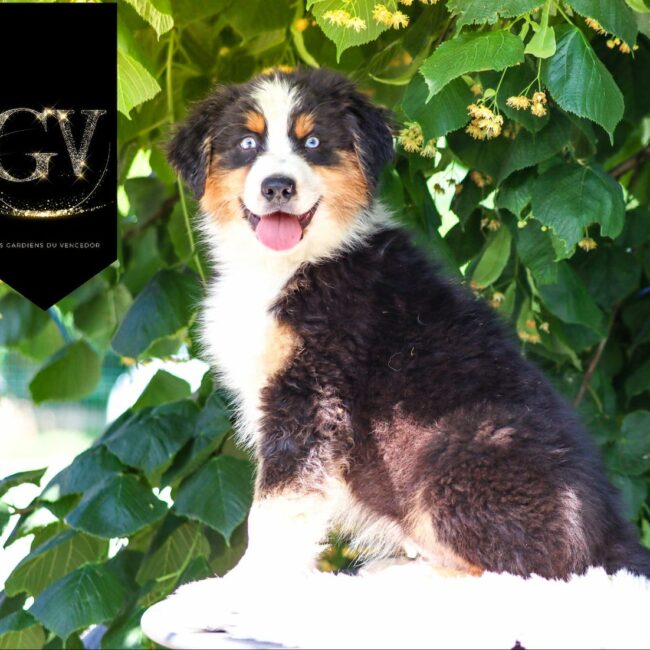 charly2