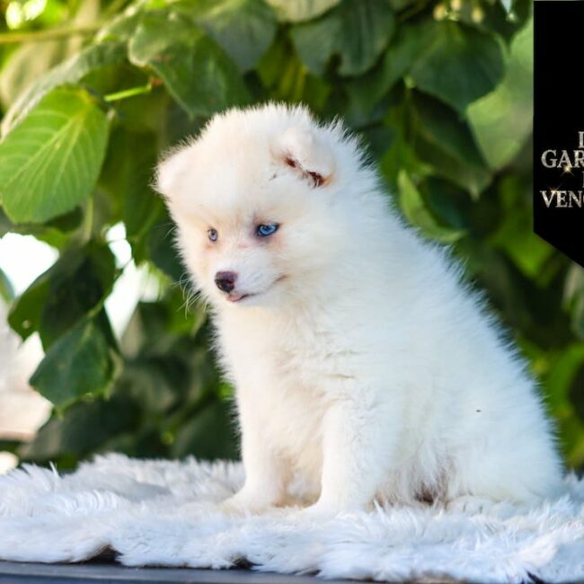 Aloha Des Gardiens Du Vencedor1