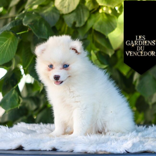 Aloha Des Gardiens Du Vencedor4