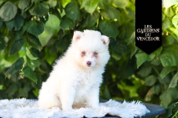 Armani Des Gardiens Du Vencedor