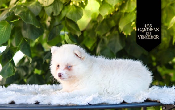 Armani Des Gardiens Du Vencedor