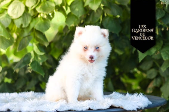 Armani Des Gardiens Du Vencedor