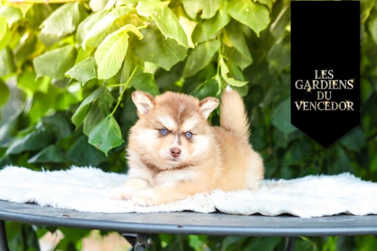 Artemis Des Gardiens Du Vencedor4