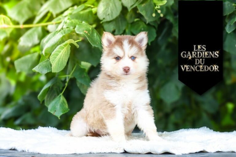 Asteria Des Gardiens Du Vencedor2