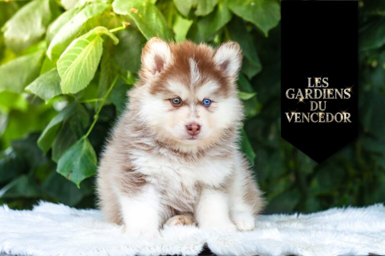 Aston Des Gardiens Du Vencedor1