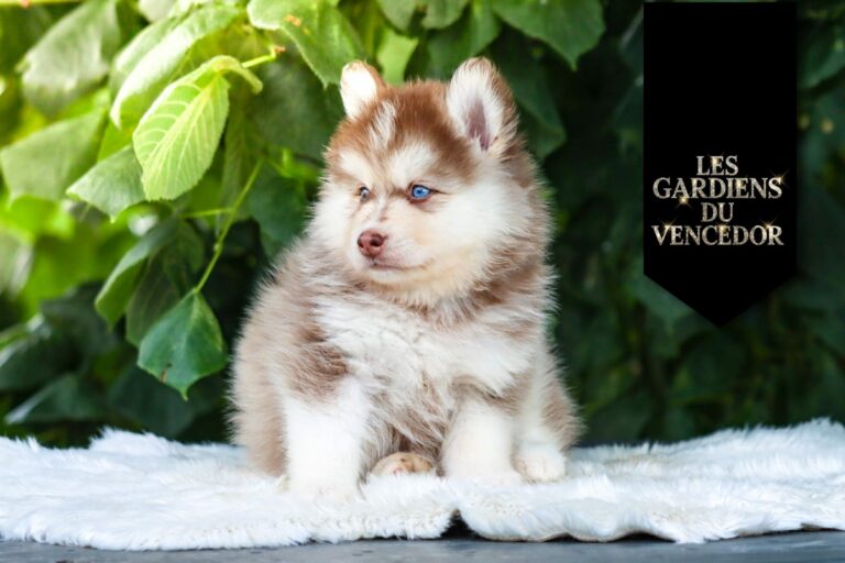 Aston Des Gardiens Du Vencedor4