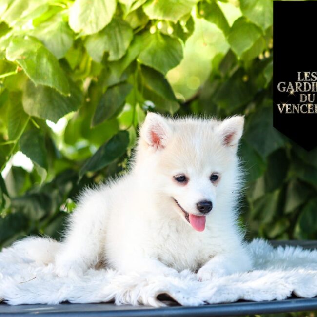 Astrale Des Gardiens Du Vencedor1