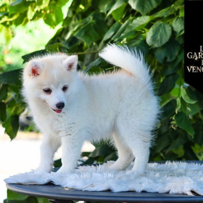 Astrale Des Gardiens Du Vencedor2