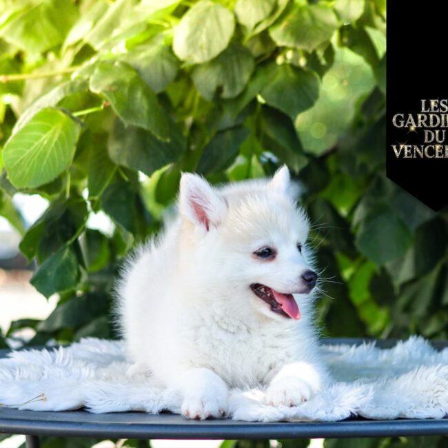 Astrale Des Gardiens Du Vencedor3
