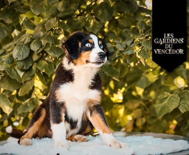 A Very irrésistible Charly des gardiens du vencedor3