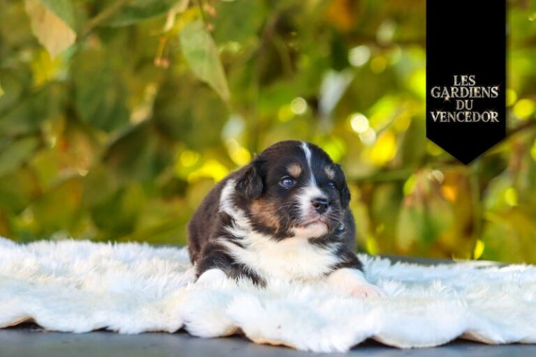 Amarone des gardiens du vencedor1