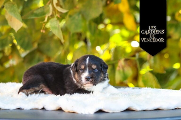 Amarone des gardiens du vencedor2