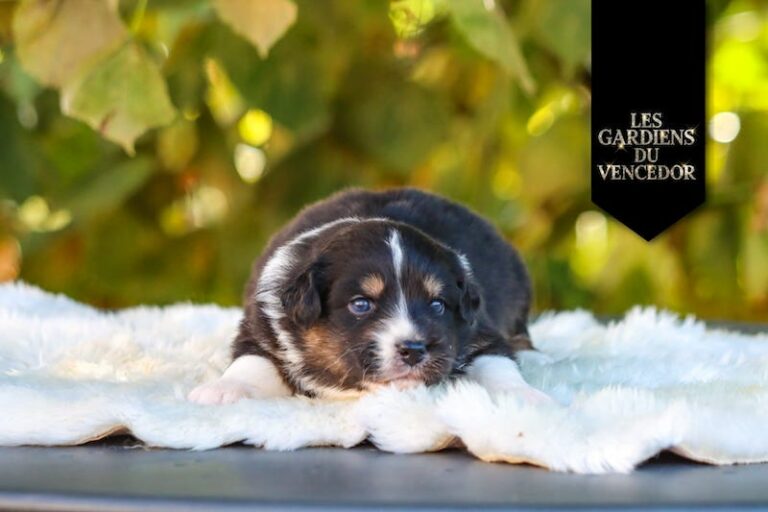 Amarone des gardiens du vencedor3