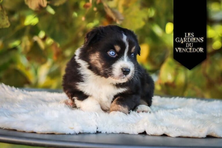 alfi des gardiens du vencedor1