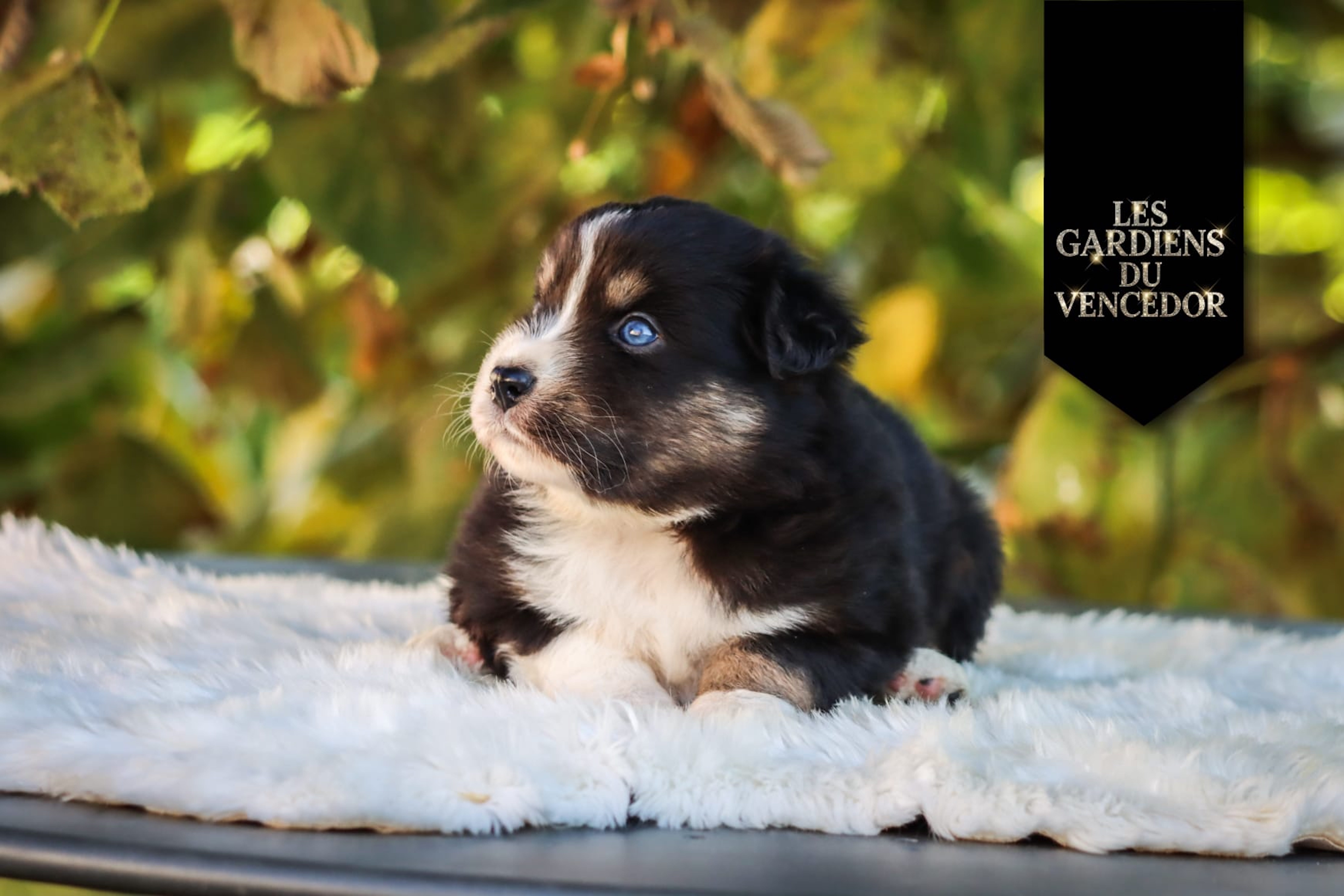 alfi des gardiens du vencedor4
