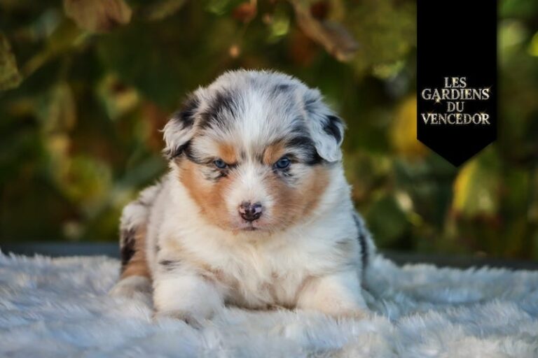 altessa des gardiens du vencedor3