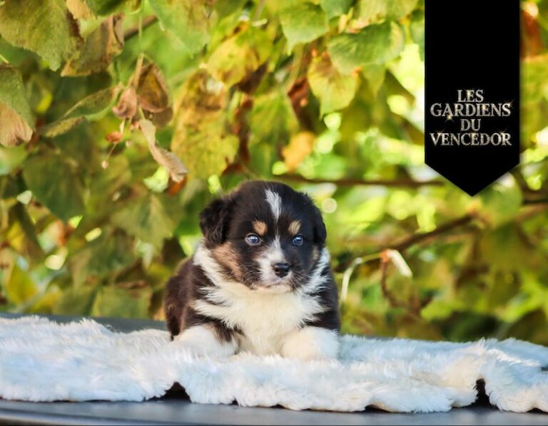 amarone des gardiens du vencedor1