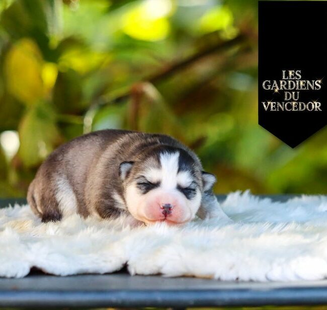 april des gardiens du vencedor1