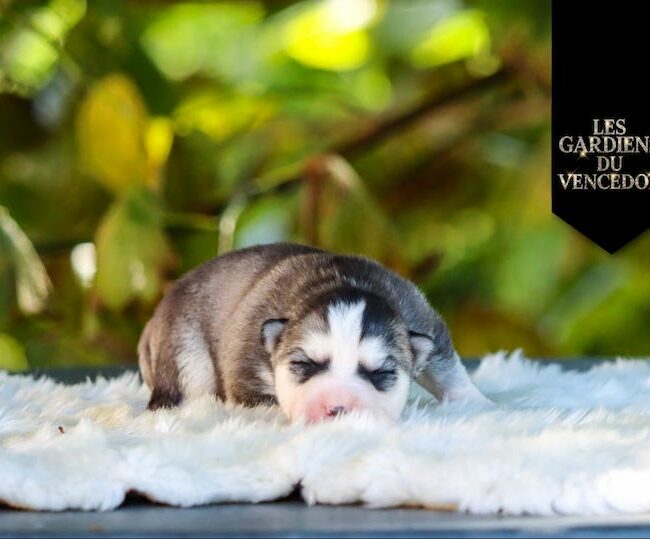april des gardiens du vencedor3