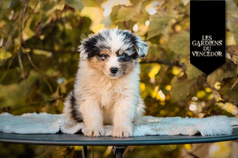 After des gardiens du vencedor5