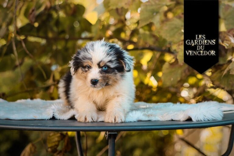 After des gardiens du vencedor6