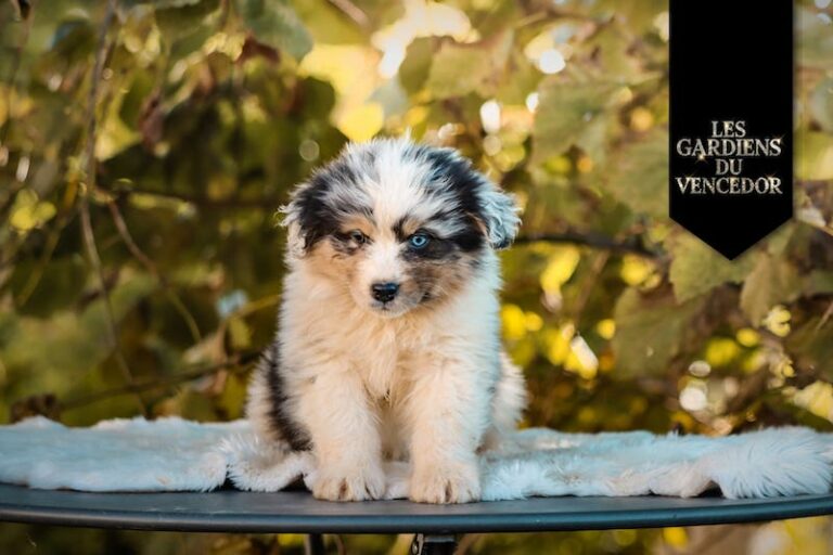 After des gardiens du vencedor7