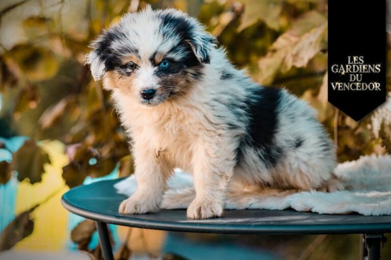 After des gardiens du vencedor8