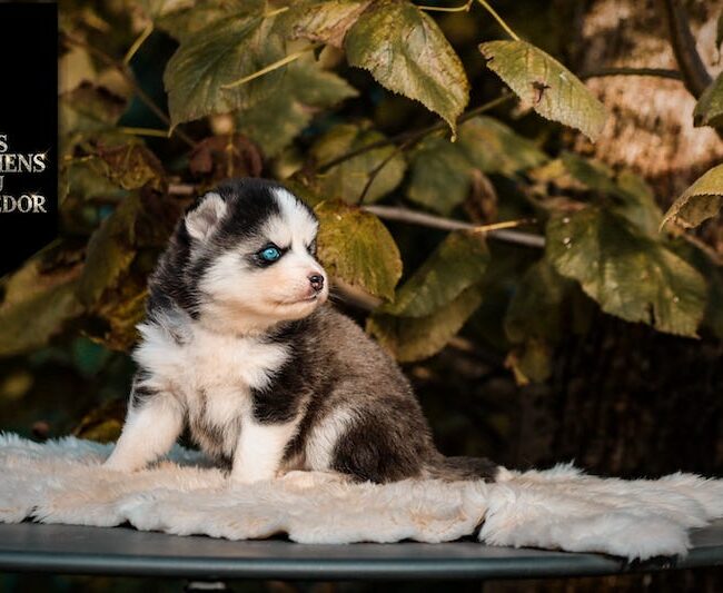 Agatha des gardiens du vencedor1