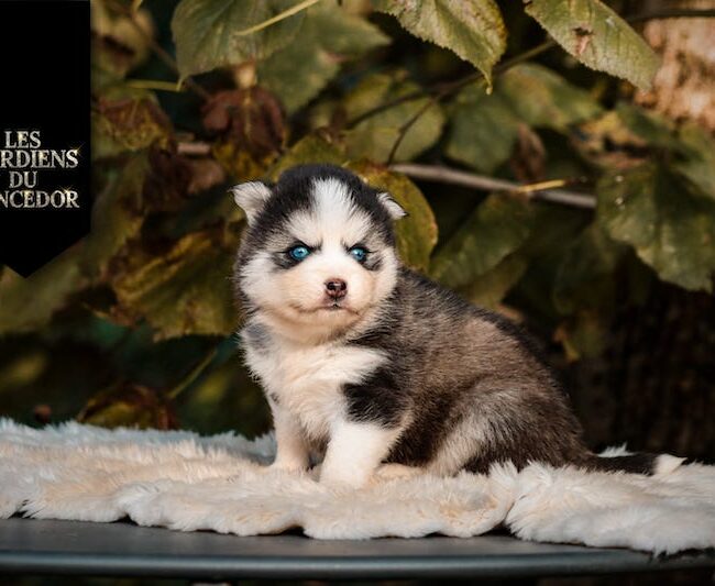 Agatha des gardiens du vencedor2