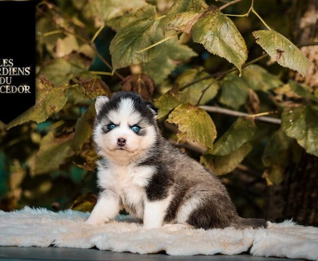 Agatha des gardiens du vencedor3