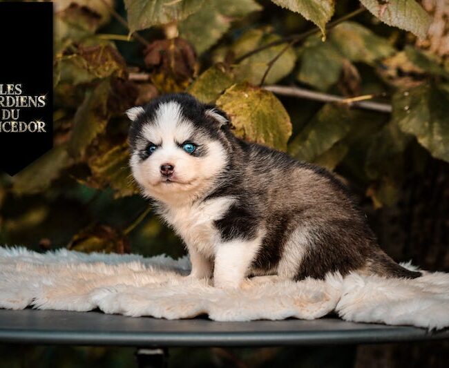 Agatha des gardiens du vencedor4