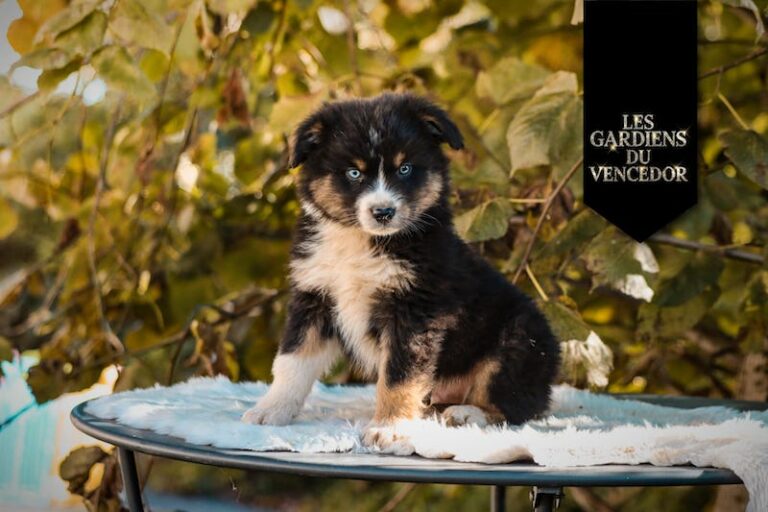 Alfi des gardiens du vencedor1