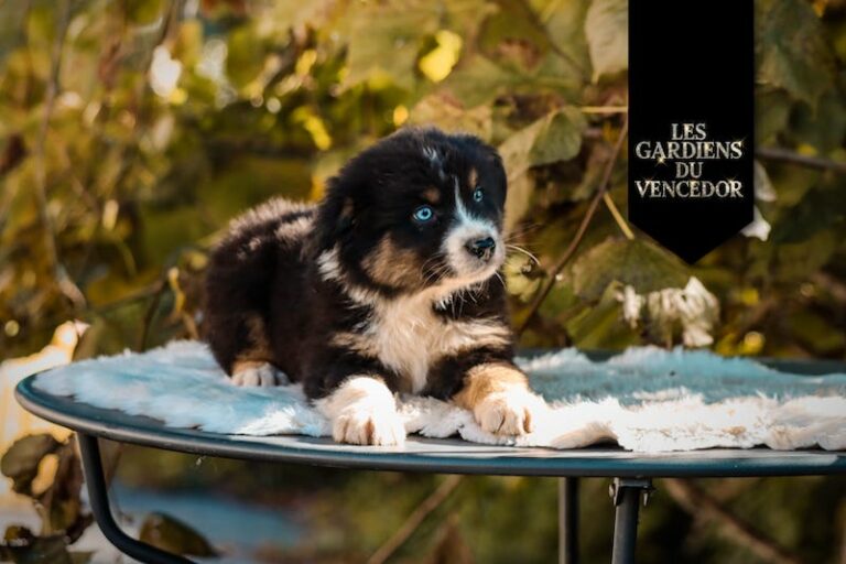 Alfi des gardiens du vencedor2