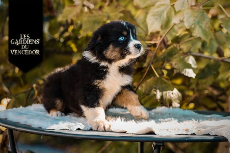 Alfi des gardiens du vencedor3