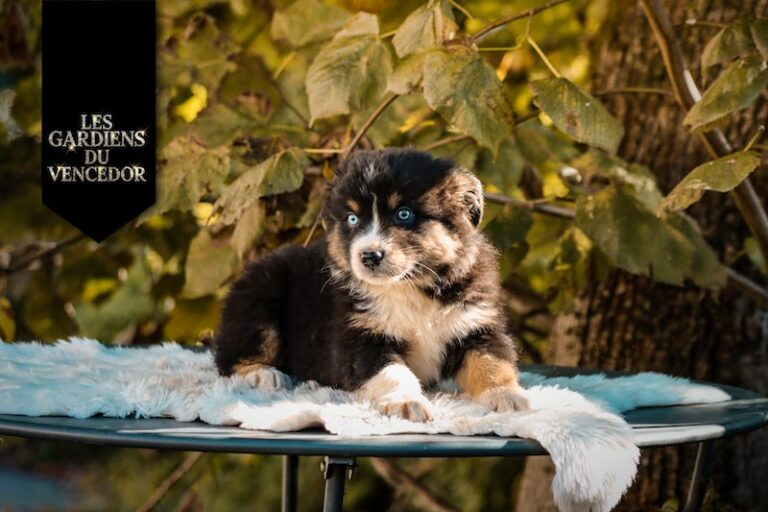 Alfi des gardiens du vencedor4