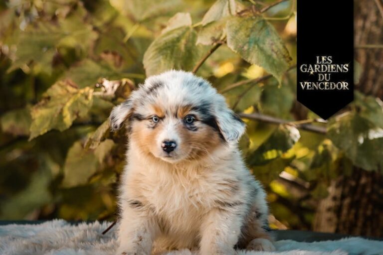 Altessa des gardiens du vencedor1