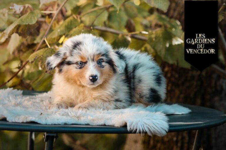 Altessa des gardiens du vencedor2