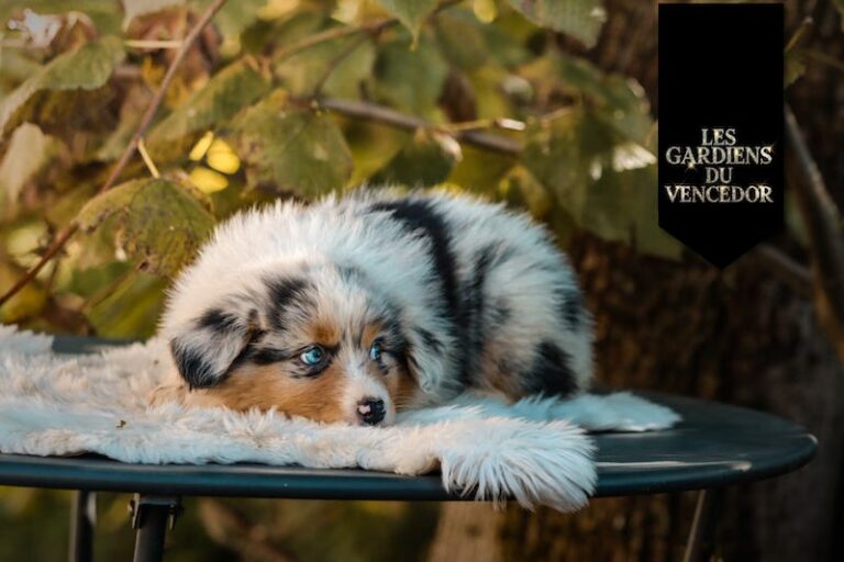 Altessa des gardiens du vencedor3