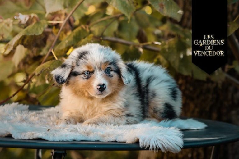 Altessa des gardiens du vencedor4