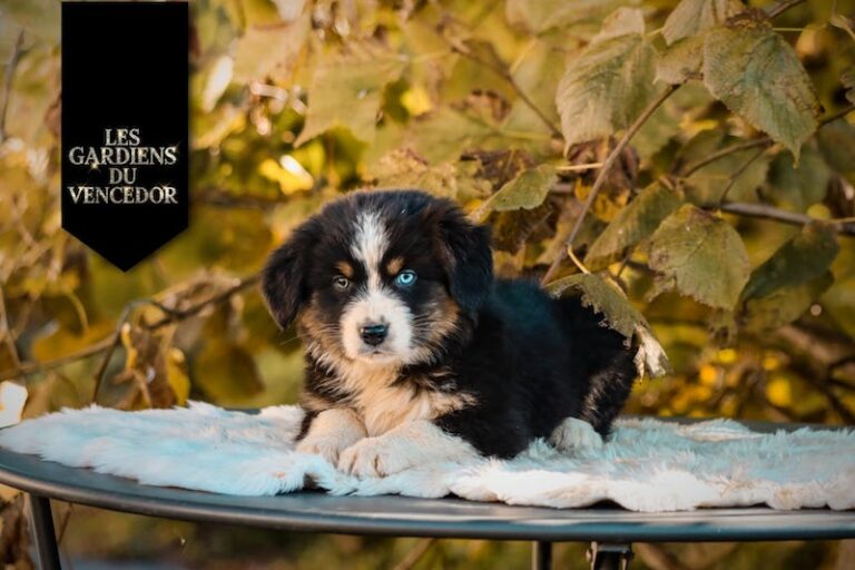 Aribo des gardiens du vencedor1