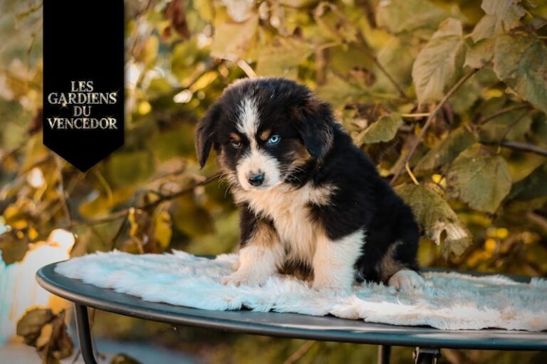 Aribo des gardiens du vencedor2