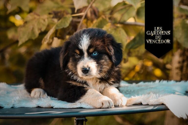 Aribo des gardiens du vencedor3