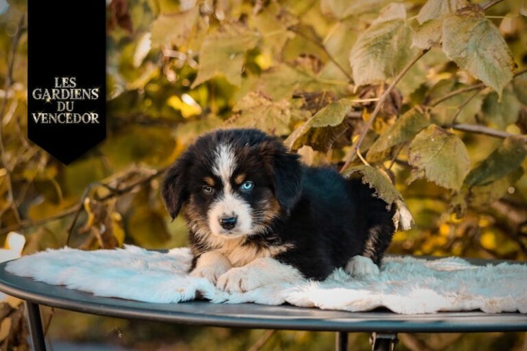 Aribo des gardiens du vencedor4