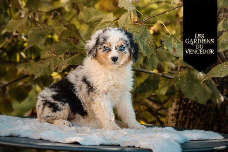 Azur des gardiens du vencedor1