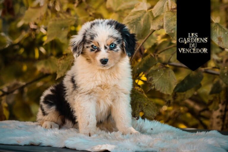 Azur des gardiens du vencedor2