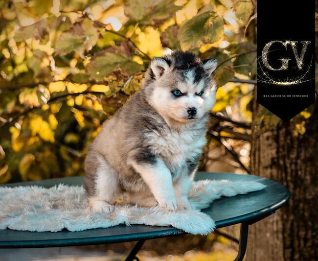 april des gardiens du vencedor1