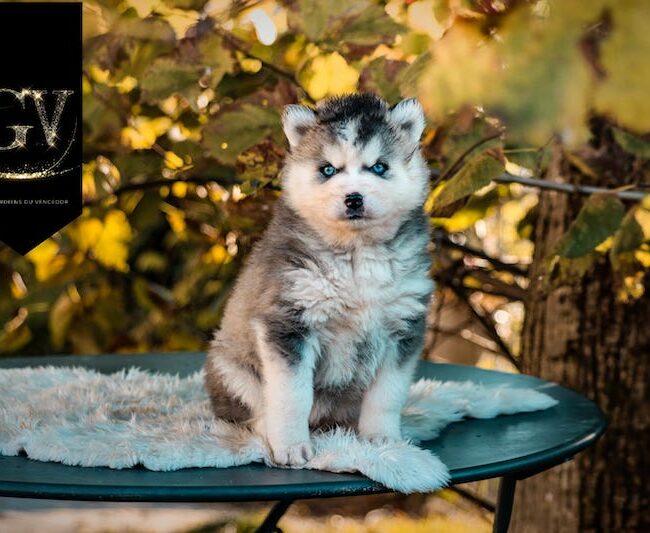 april des gardiens du vencedor2