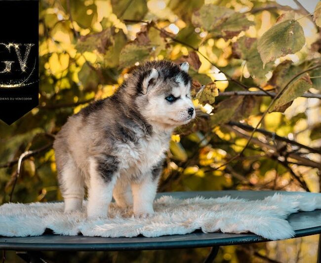 april des gardiens du vencedor3