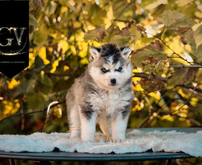 april des gardiens du vencedor4