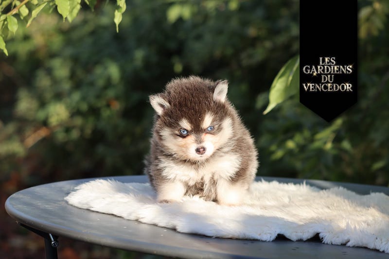 Armani des gardiens du vencedor1